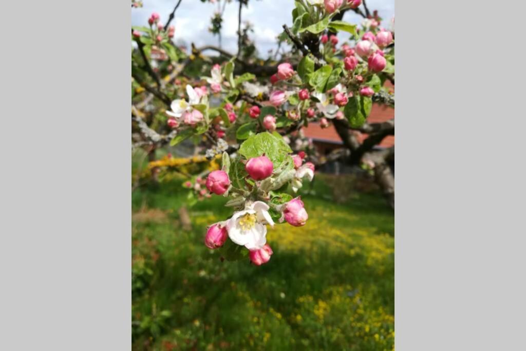 Ferienhaus Zum Kuckuck, Wng 2, Urlaub Im Eichsfeld Kallmerode المظهر الخارجي الصورة